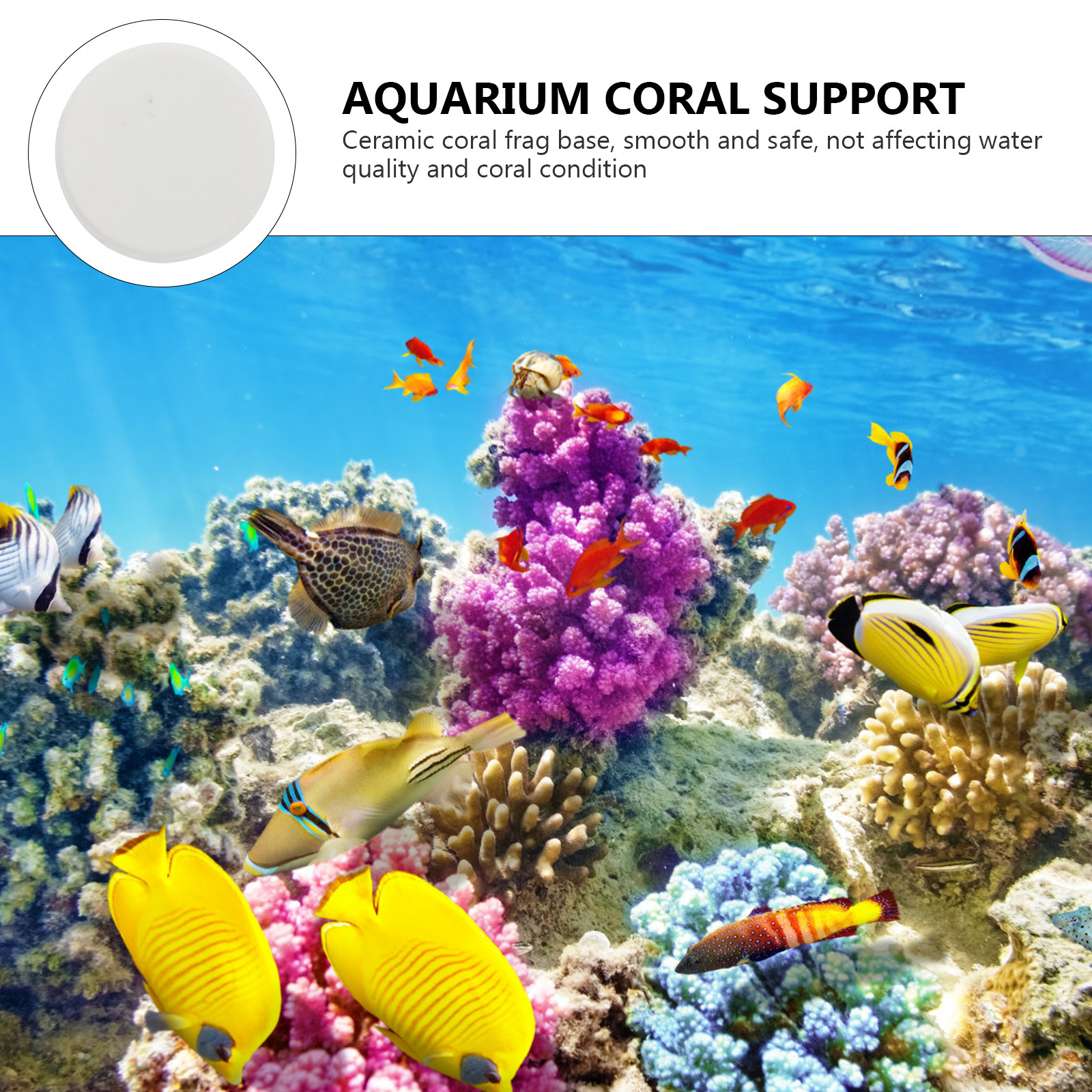 10Pcs Coral Frag Bases Ceramic - Coral Frag Plug ulasan dan harga