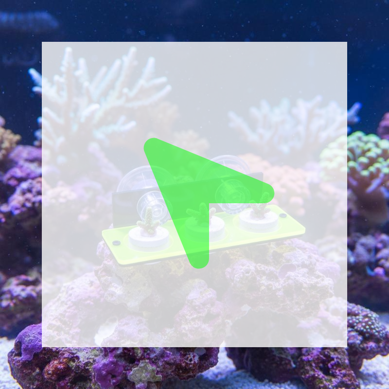1Pcs Coral Rack Marine Reef St - Coral Frag Plug ulasan dan harga