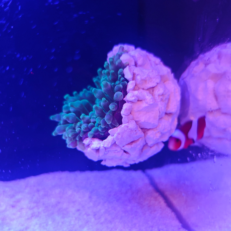 New DIY Handmade Floating Magn - Coral Frag Plug ulasan dan harga