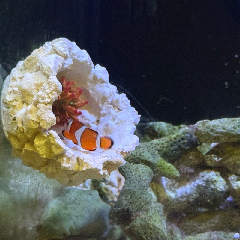 New DIY Handmade Floating Magn - Coral Frag Plug ulasan dan harga