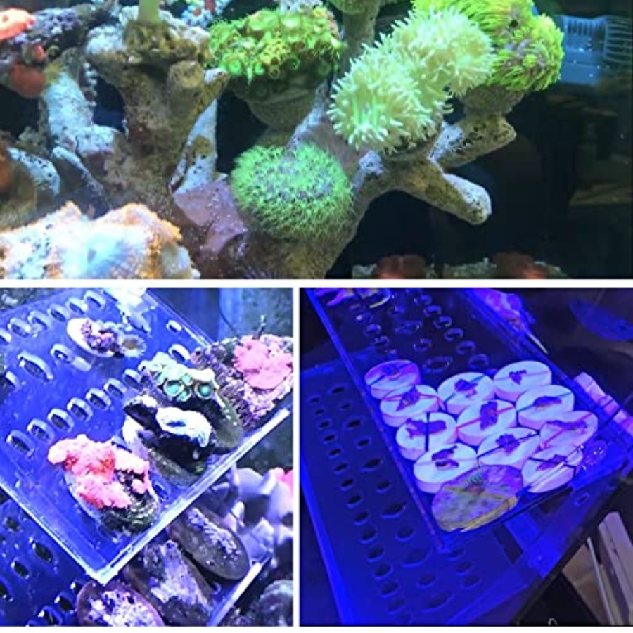 Coral Frag Plugs 50 Pcs Cerami - Coral Frag Plug ulasan dan harga