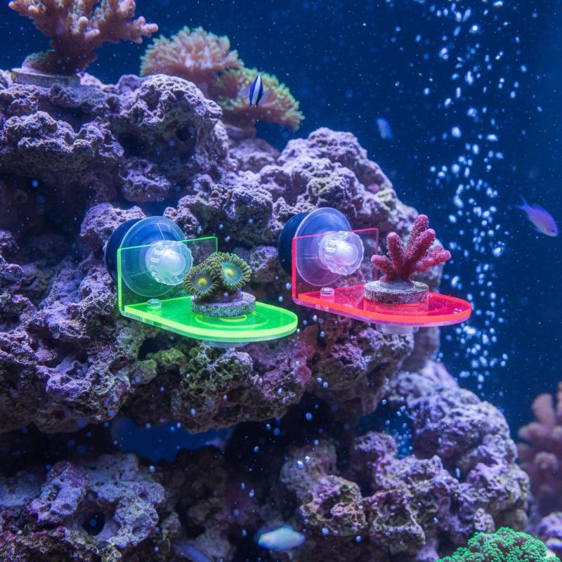 1Pcs Acrylic Fluorescent SPS C - Coral Frag Plug ulasan dan harga